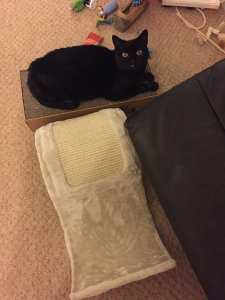 I seem to have acquired a cat