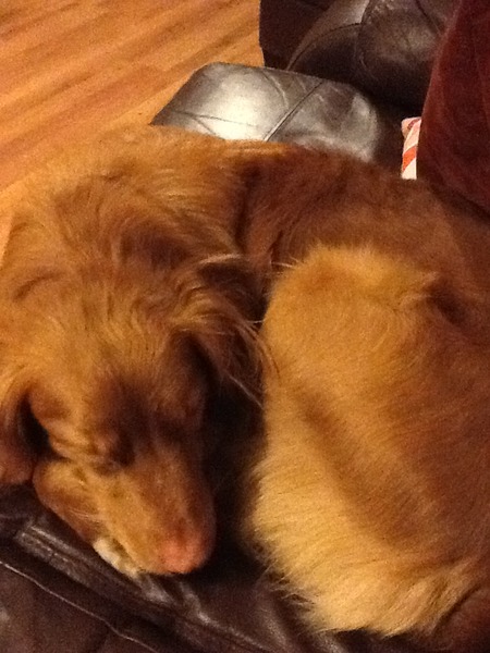 Who on here has a Toller?