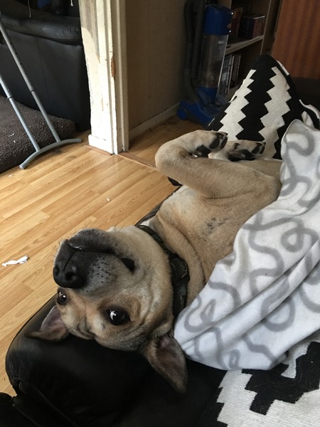 To tell my sister if she buys a Staffie I won't bring DS around to hers?