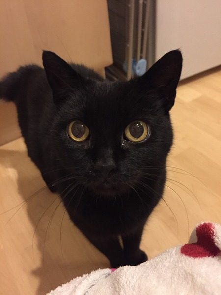 I seem to have acquired a cat