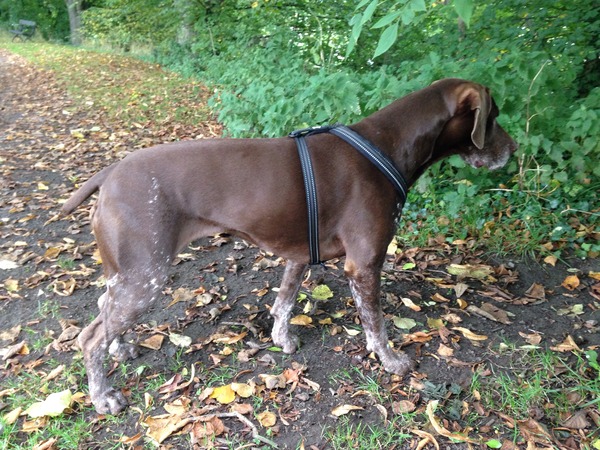 August 2015 - Jaffa cake wars and many Mugabe greetings to you!