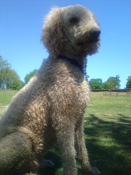 To think that a labracockapoodle is a mongrel