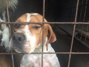 Looking for big, friendly, 'nice' dog!