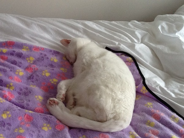Thinking of getting a second cat. Good idea or should we stay a single cat household?