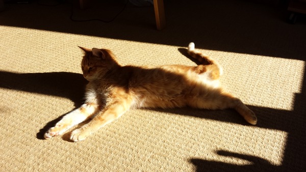 My cat has had his leg amputated - any advice on how to help him once he gets home?