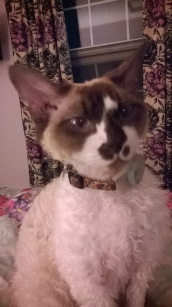 DH committed suicide on Saturday, rang Samaritans, not helped.