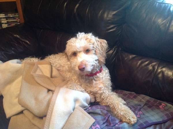 what breed would you recommend for first time dog owners?