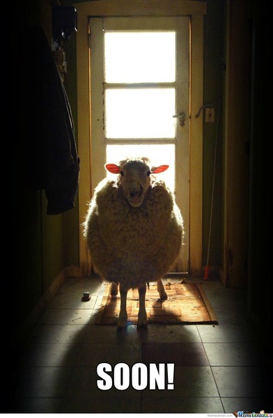 wibu to have dialled 999 sheep in the road?