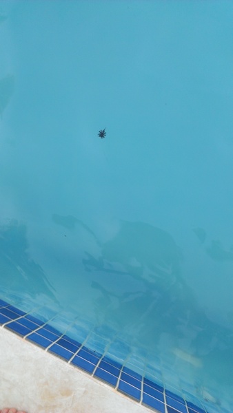 WTF WAS THAT THING? With Bess Tiger