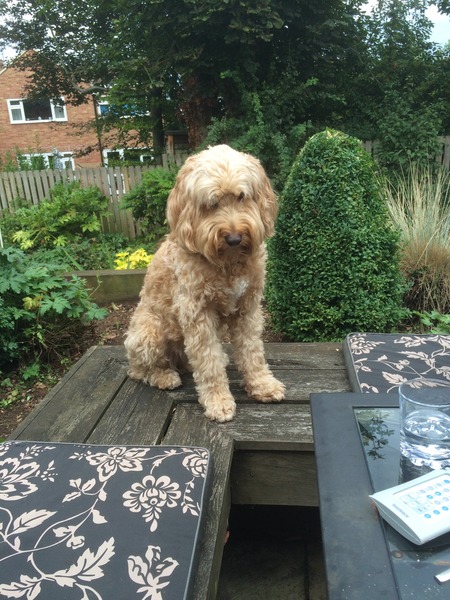 To think that a labracockapoodle is a mongrel