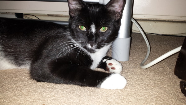 what age for butchers choice?