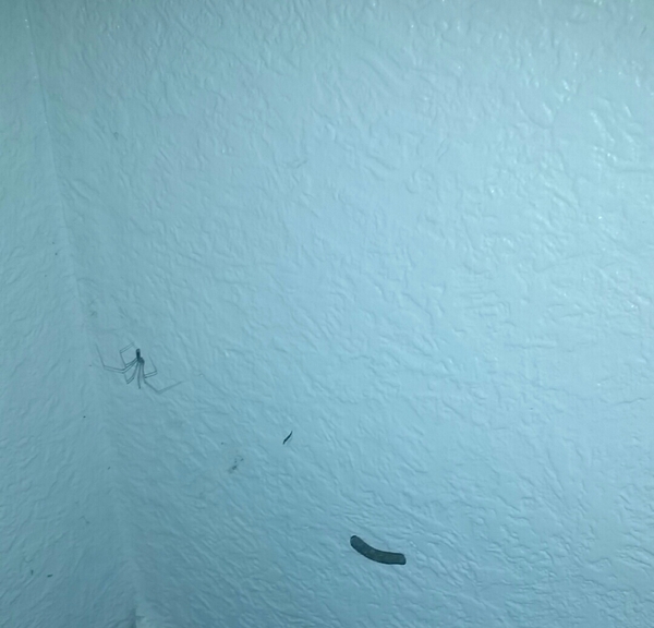 To burn my house down?!