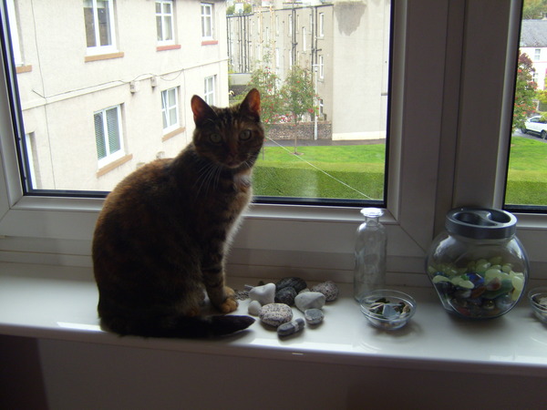 HELP! Cat escaped before vaccinations! (Photo)