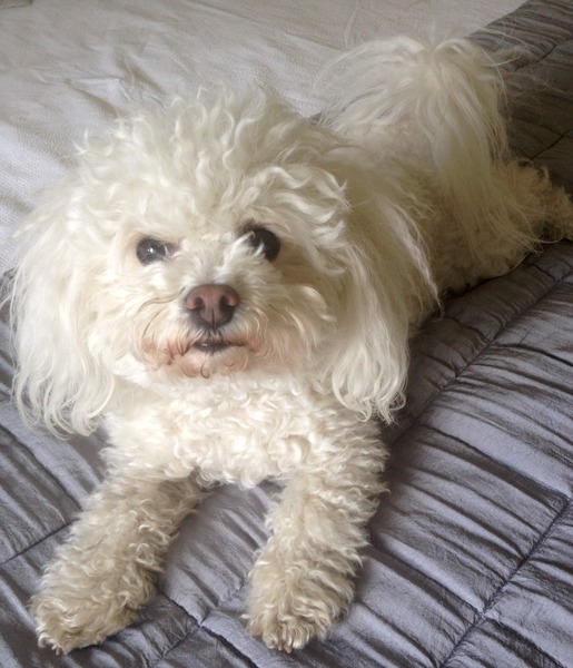 what breed would you recommend for first time dog owners?