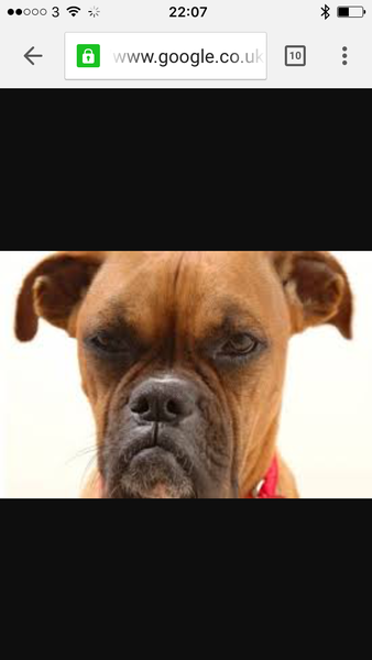 To go back on getting a dog?
