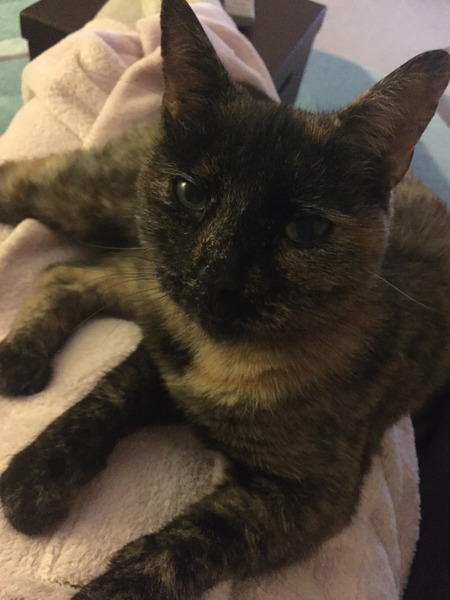 New cat - when can they be let outside?