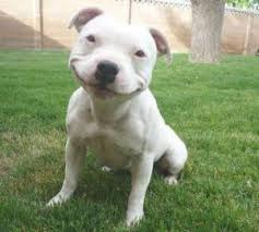 To go back on getting a dog?