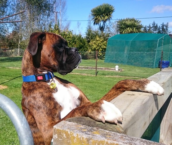 bought a boxer pup, tell me everything!