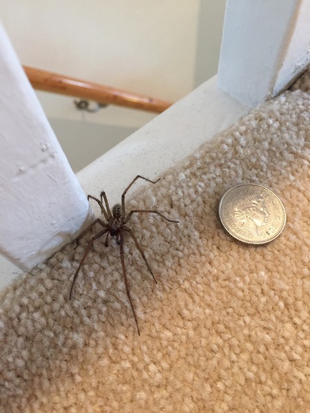 to kill all the spiders?