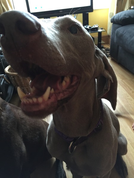 be honest - pros and cons of your dog's breed?