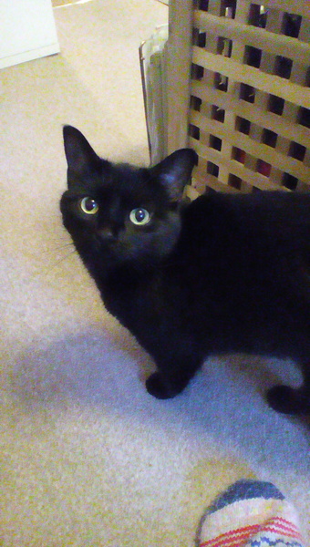 Put up cat shelves for climbing -cat not interested!