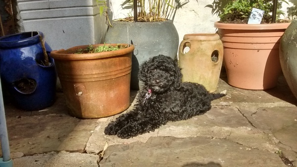 I have a poodle puppy and I have some questions.