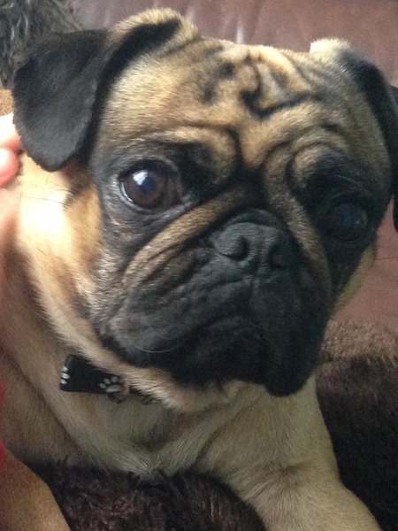 Pug underbite and insurance