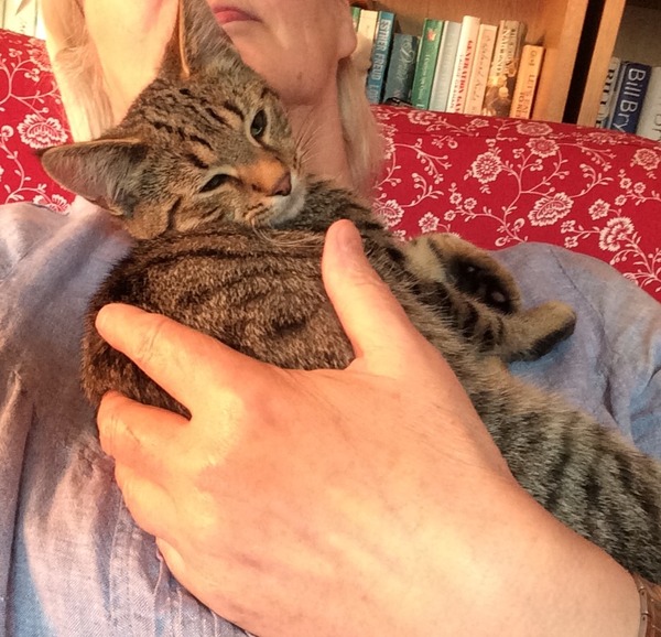 Will my kitten hate me after a week in Cattery?