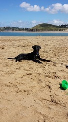 Is there such a thing as a lab that isn't fat in old age?