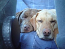 Anyone here have/had experience of a labrador with arthritis?
