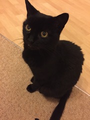 I seem to have acquired a cat