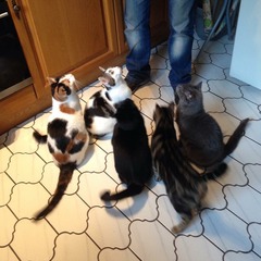 Where to find two tabby kittens (female)??