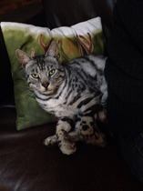My boy is missing - silver/grey leopard-spotted from Lanarkshire area.