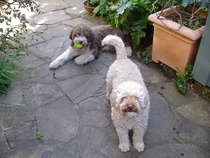 To think that a labracockapoodle is a mongrel