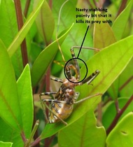 to kill all the spiders?