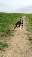 DH says Whippets are shaky and neurotic, is he right?
