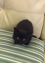 Just bought a little kitty home, advise needed.