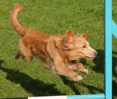 Looking for big, friendly, 'nice' dog!