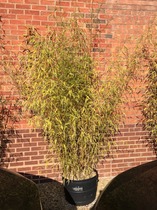 Getting rid of bamboo in tubs
