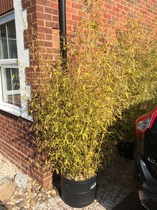 Getting rid of bamboo in tubs