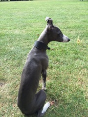 DH says Whippets are shaky and neurotic, is he right?