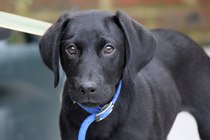 Is there such a thing as a lab that isn't fat in old age?