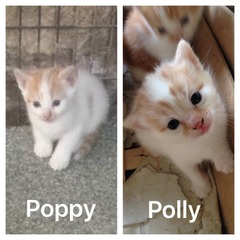 Missing pusscat