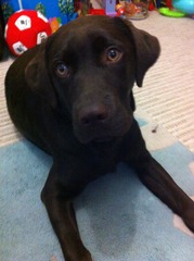 Is there such a thing as a lab that isn't fat in old age?
