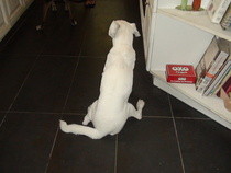 canine degenerative myelopathy