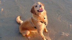 Looking for big, friendly, 'nice' dog!