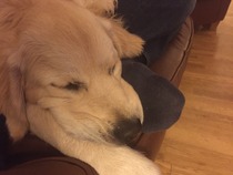 Ive had a golden retriever puppy 4 days....and changed my mind