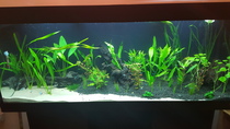 450L Tropical Tank
