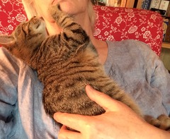 Will my kitten hate me after a week in Cattery?