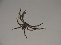 to kill all the spiders?